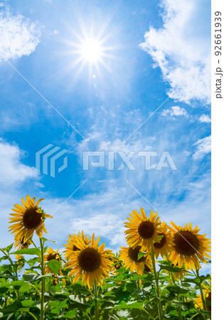向日葵と夏空 和歌山県海南市下津町 向日葵と夏空 和歌山県海南市下津町 92661939