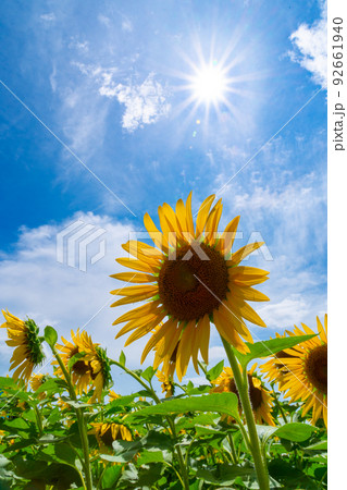 向日葵と夏空　和歌山県海南市下津町 92661940