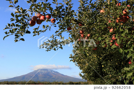津軽の名物りんごと岩木山 津軽の名物りんごと岩木山 92662058