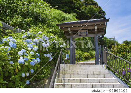 【鎌倉市】紫陽花が咲く成就院 92662102