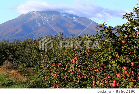 岩木山麓のりんご園 92662190