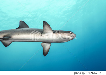 ネムリブカ 92662340