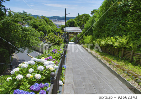 【鎌倉市】紫陽花が咲く成就院 【鎌倉市】紫陽花が咲く成就院 92662343
