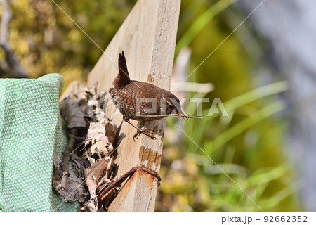 巣材を集めるミソサザイ 92662352