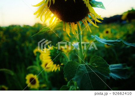 ひまわり　夏　大分県長崎鼻 92662410