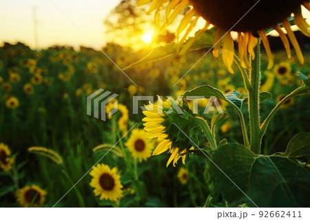 ひまわり 夏 大分県長崎鼻 ひまわり 夏 大分県長崎鼻 92662411