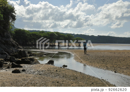 西表島のマングローブの森の小川沿いを歩く女性 西表島のマングローブの森の小川沿いを歩く女性 92662620