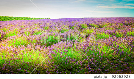 Blooming Lavender field Blooming Lavender field 92662928
