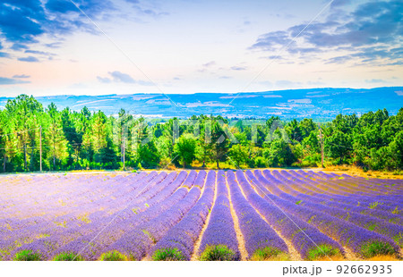 Lavender field at summer 92662935