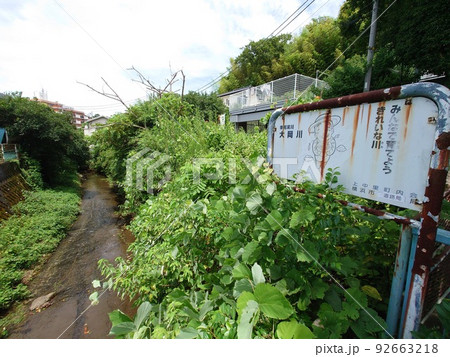 大岡川の夏(横浜市磯子区) 92663218