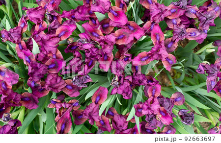 Background background purple flowers cockerel irises. View from above. Green leaves 92663697