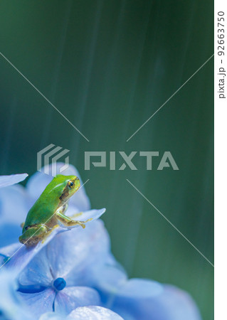 紫陽花とカエル 92663750