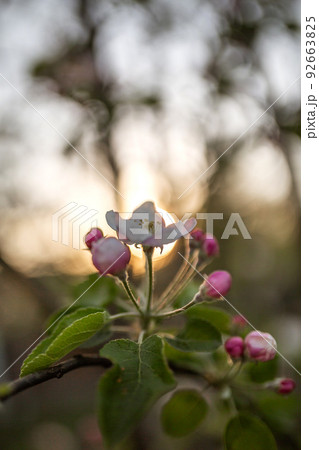 Blooming apple tree flower pink on sunset background Blooming apple tree flower pink on sunset background 92663825