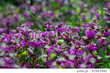 purple small spring flowers with green leaves purple small spring flowers with green leaves 92663881