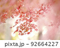 紅葉がバックの玉ボケでお洒落に浮き出てる 92664227