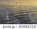 朝焼の砂浜で水鳥が一羽佇む 92664229