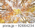 ブナ林の紅葉を見上げて撮影 92664234