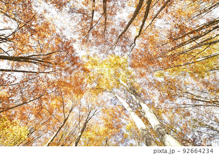 ブナ林の紅葉を見上げて撮影 ブナ林の紅葉を見上げて撮影 92664234