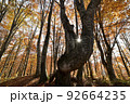 ブナ林の紅葉を超広角で表現 92664235