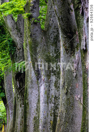 【山形県・酒田市】山居倉庫 (低温管理倉庫) 【山形県・酒田市】山居倉庫 (低温管理倉庫) 92664356