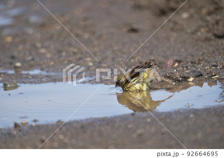 水たまりで水浴びするアオジ（北海道） 92664695
