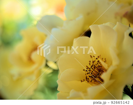 5月に咲いたバラの花「金蓮歩（キンレンポ）」 92665142