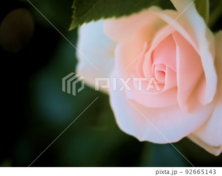 5月に咲いたバラの花「アスピリンローズ」 5月に咲いたバラの花「アスピリンローズ」 92665143