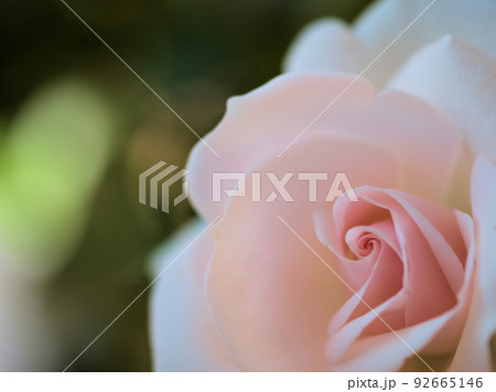 5月に咲いたバラの花「アスピリンローズ」 5月に咲いたバラの花「アスピリンローズ」 92665146