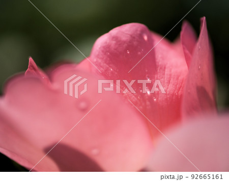 5月に咲いたバラの花「ジャルダン・ドゥ・フランス」 5月に咲いたバラの花「ジャルダン・ドゥ・フランス」 92665161