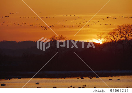 夕暮れにねぐらに戻るマガンと太陽（北海道・宮島沼） 92665215