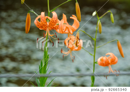 コオニユリ　樫原湿原 92665340