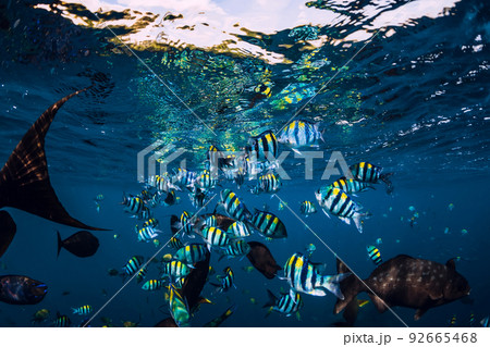 School of tropical fish in ocean. Underwater sea life. 92665468