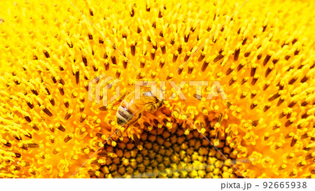 ひまわり畑（山梨県、北杜市、明野） 92665938