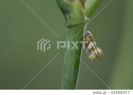 新緑 緑 青緑 92666057