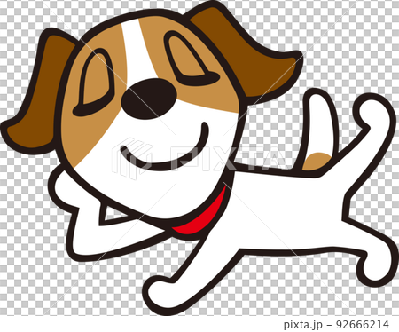 Jack Russell Terrier dog lying down and relaxing pose 92666214