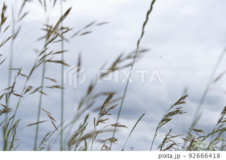 cloudy sky and grass close-up background nature horizontal photo 92666418