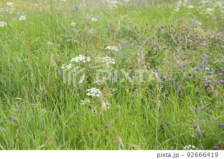 green grass and flowering herbs august summer nature natural colors horizontal photo background green grass and flowering herbs august summer nature natural colors horizontal photo background 92666419