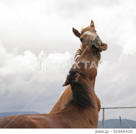 Photos of funny animals horses playing with each other in nature Photos of funny animals horses playing with each other in nature 92666420