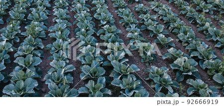 Fresh green cabbage in the farm field. Landscape aerial view of a freshly growing cabbages heads in line. Vivid agriculture field in rural area top view or drone shot. Background or texture banner. Fresh green cabbage in the farm field. Landscape aerial view of a freshly growing cabbages heads in line. Vivid agriculture field in rural area top view or drone shot. Background or texture banner. 92666919