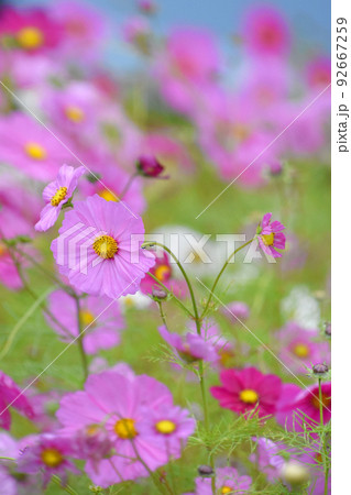 雨の日のコスモス　コスモスの花素材 92667259