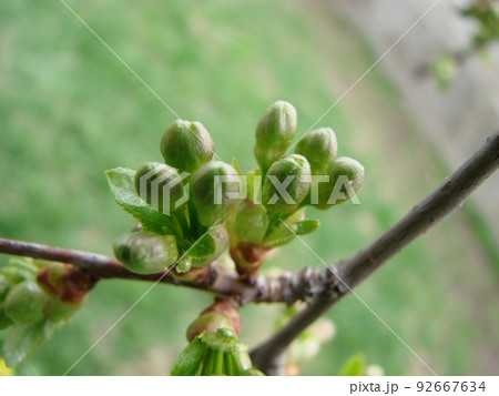 Ripe cherries hanging from a cherry tree branch. Water droplets on fruits, cherry orchard after rain Ripe cherries hanging from a cherry tree branch. Water droplets on fruits, cherry orchard after rain 92667634