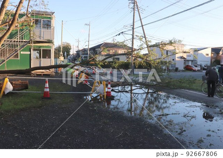 埼玉県白岡町の大雨の翌朝の倒木 埼玉県白岡町の大雨の翌朝の倒木 92667806