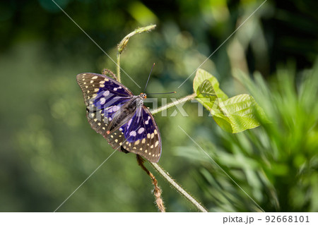 オオムラサキのオス オオムラサキのオス 92668101