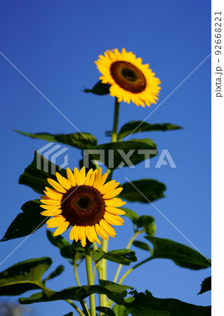 二輪のひまわりの花 92668221