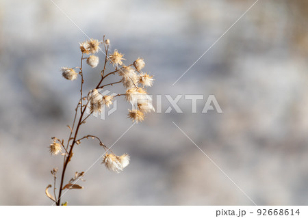 Dry grass autumn fluffy flower seeds, macro desert Dry grass autumn fluffy flower seeds, macro desert 92668614