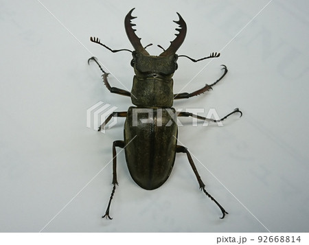 野生のミヤマクワガタ(オス) 野生のミヤマクワガタ(オス) 92668814