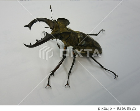 野生のミヤマクワガタ（オス） 92668825