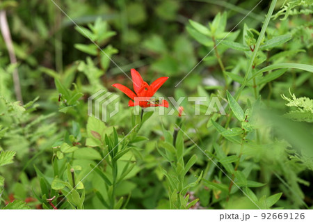 ヒメユリの花の上で休みバッタ ヒメユリの花の上で休みバッタ 92669126