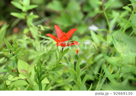 ヒメユリの花の上で休みバッタ ヒメユリの花の上で休みバッタ 92669130