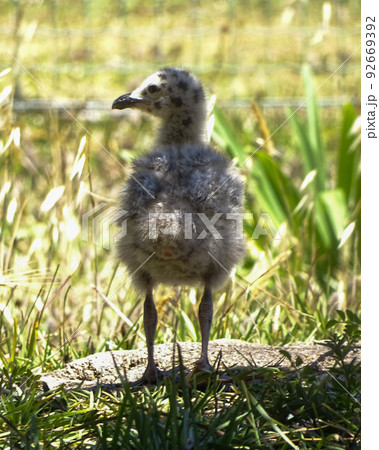 Spotted gull chick in down rear view 92669392